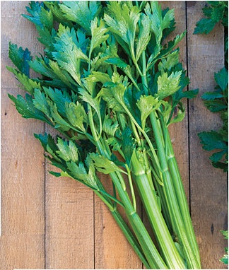 Tango Hybrid Celery